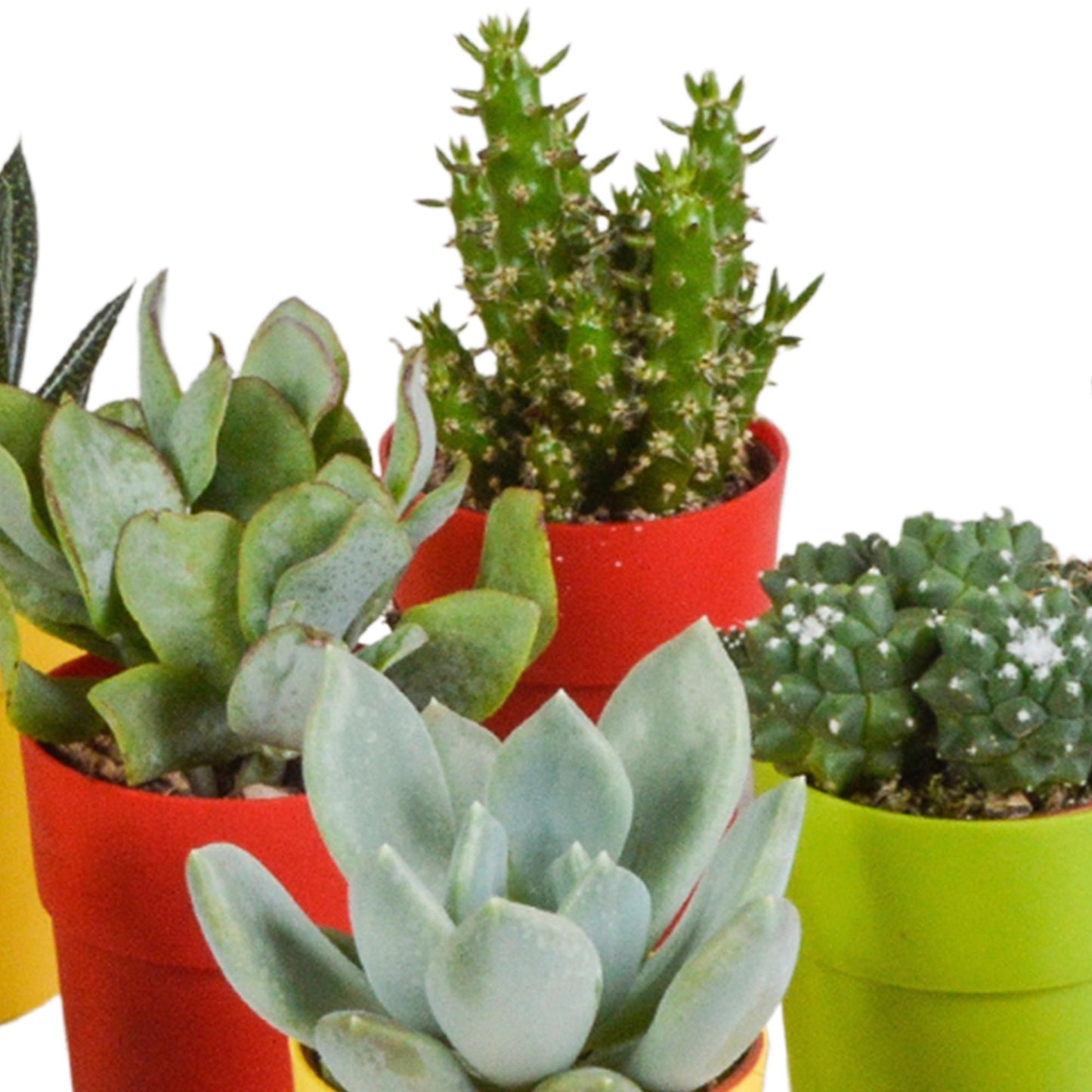 Cactus en vetplanten mix | 15 stuks - in gekleurde plasticpot