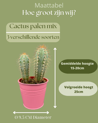 Cactus Palen Mix - ↕15-20cm (3 Stuks) - Colored Zinc