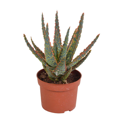 Aloë zebrina Dannyz ↕18cm - zonder pot