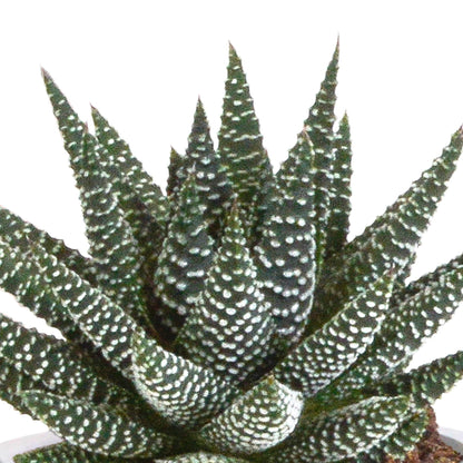 Gasteria/Haworthia mix (3 stuks) - ↕13-18cm - in terracotta pot