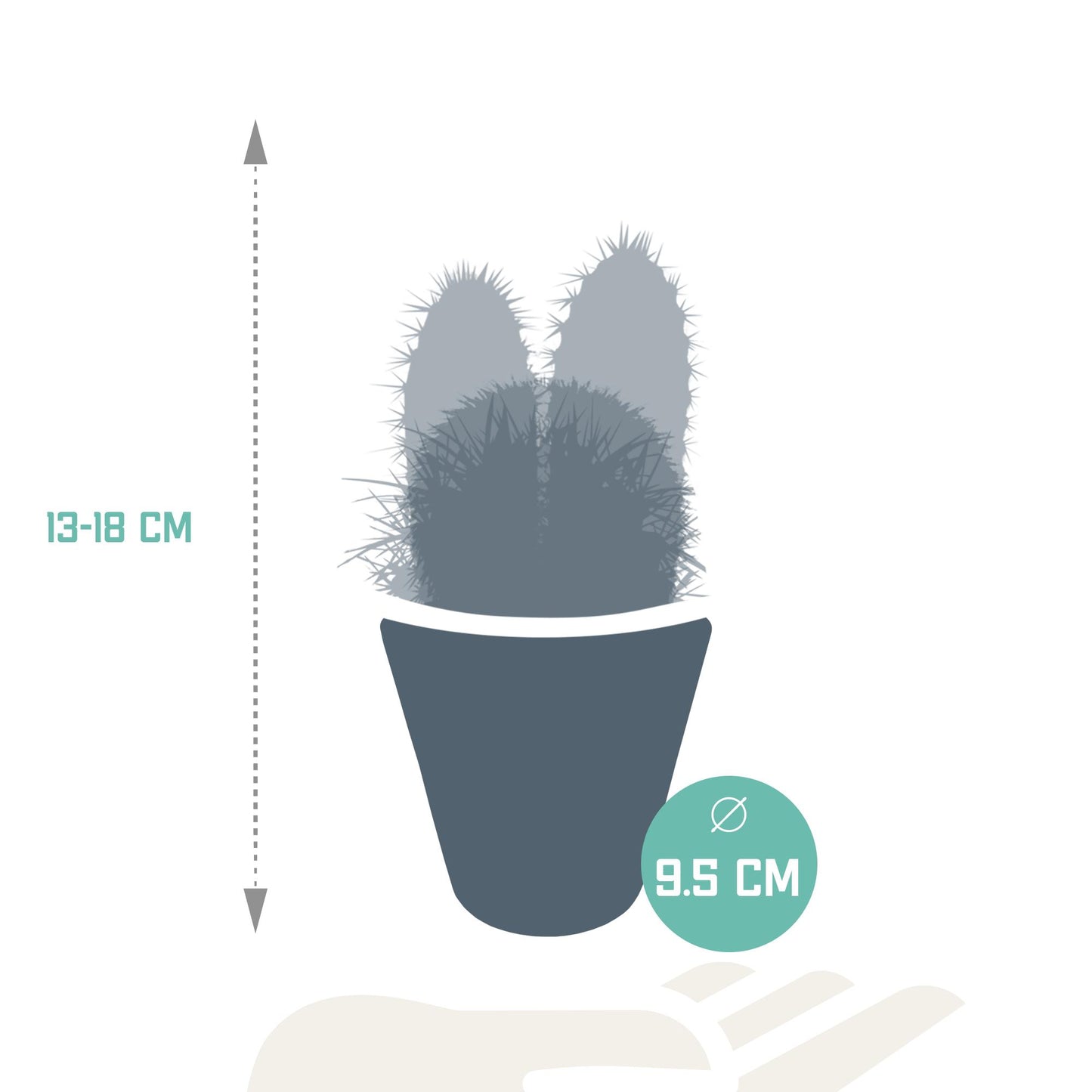 Cactus mix ↕13-18cm (3 Stuks) - in witte pot