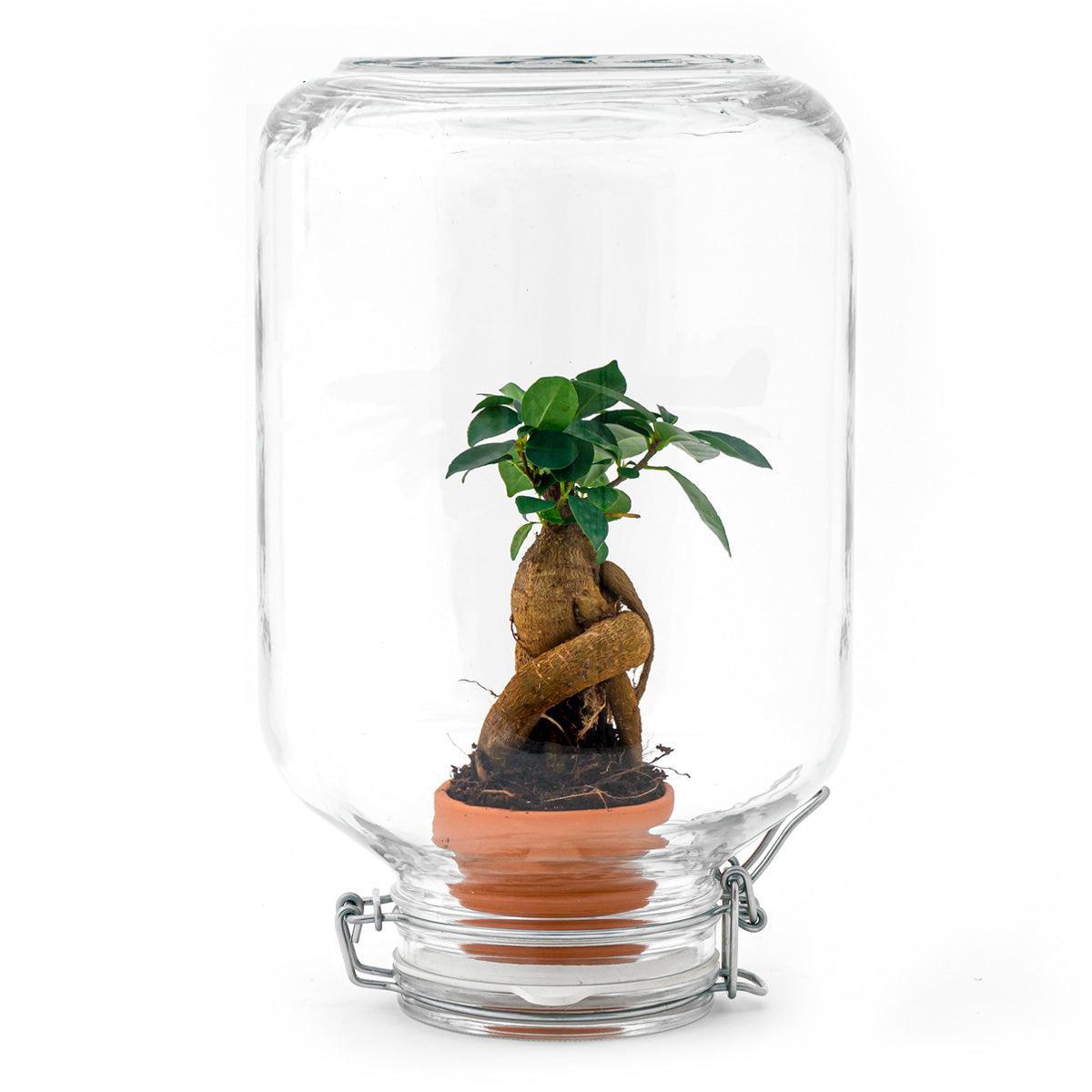 Mini-ecosysteem - Ficus Ginseng bonsai