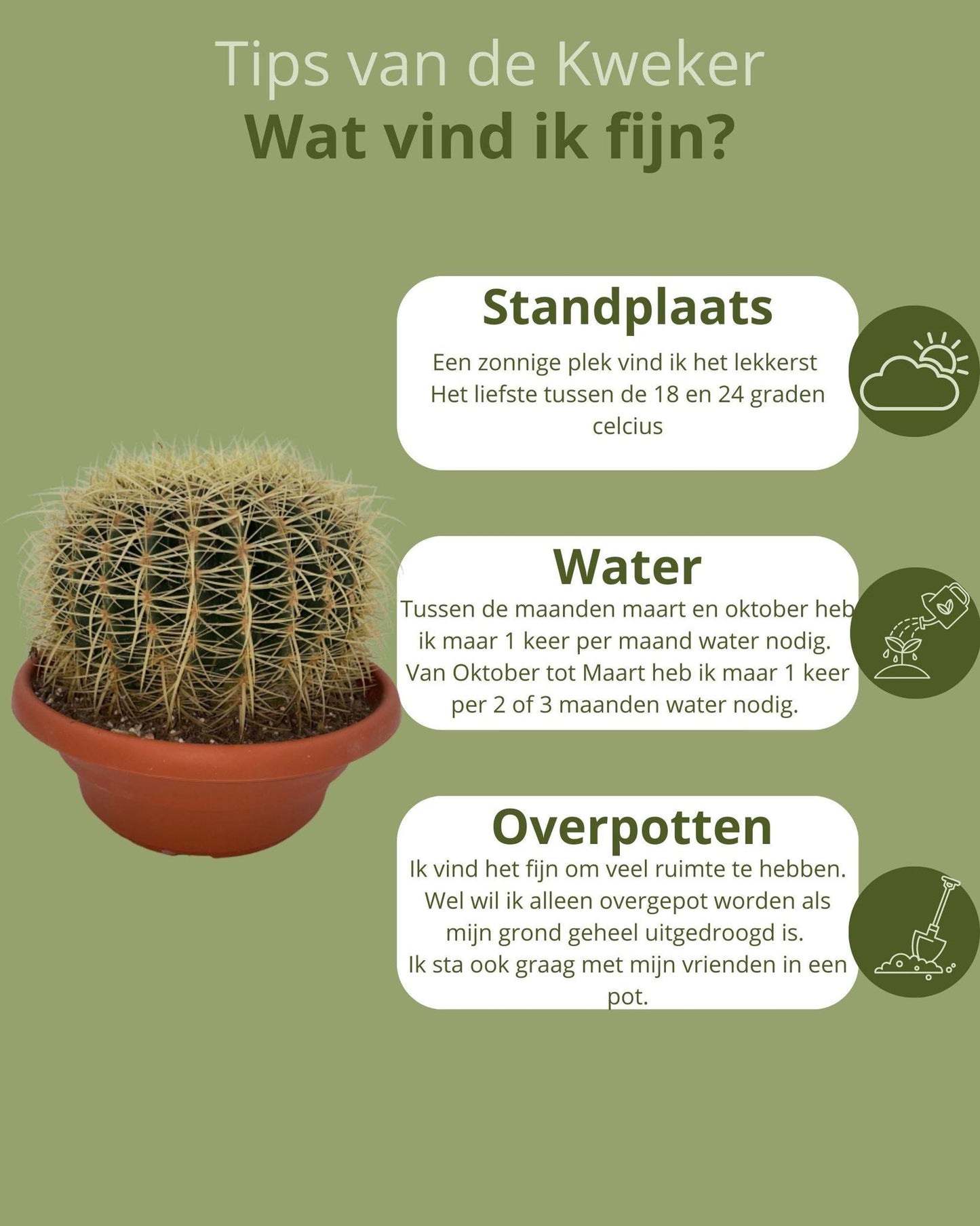 Cactus- Echinocactus Grusonii - ↕23-28 cm