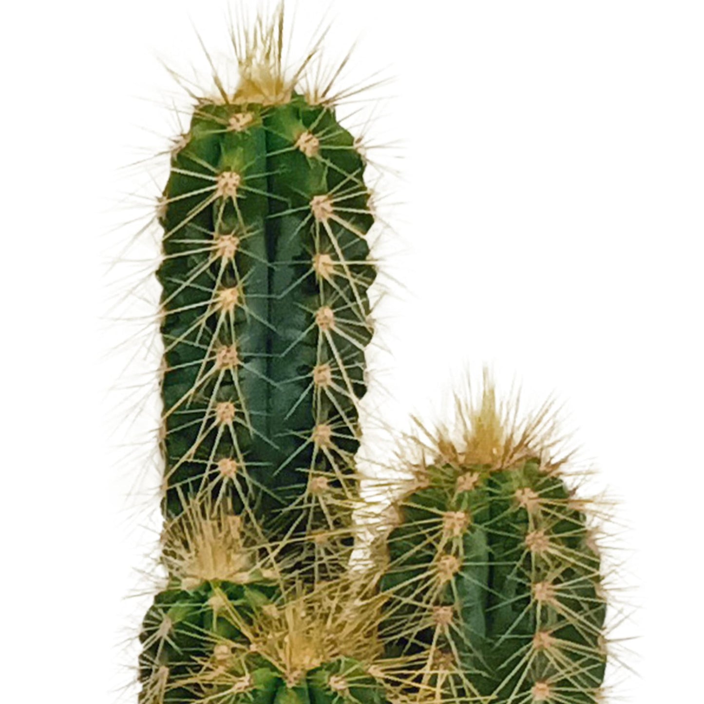 Cactus mix (10 stuks) - zonder pot