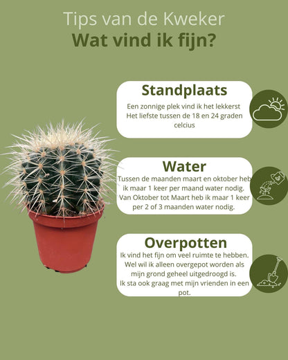 Cactus- Echiocactus Grusonii - ↕13-17 cm (3suks) - zonder pot