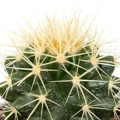 Cactus mix ↕8-13cm (5 Stuks)- in Mexicaanse pot