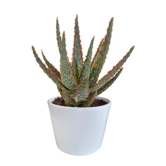 Aloë zebrina Dannyz  ↕18cm - in witte pot