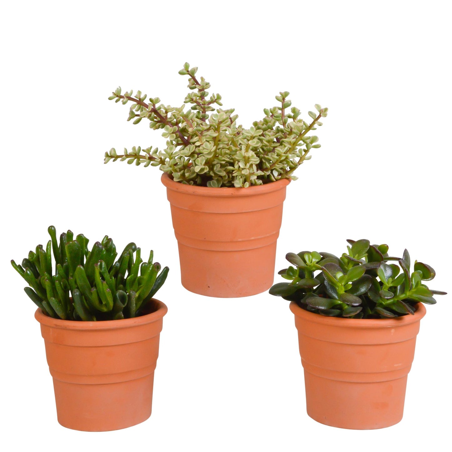 Crassula mix (↕15-20cm (3 Stuks) - in terracotta pot