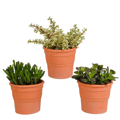 Crassula mix (↕15-20cm (3 Stuks) - in terracotta pot