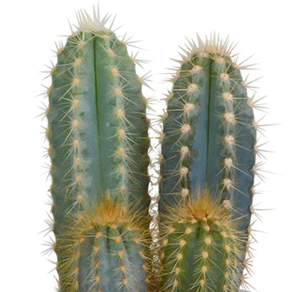 Cactus mix ↕13-18cm (3 Stuks) - in witte pot