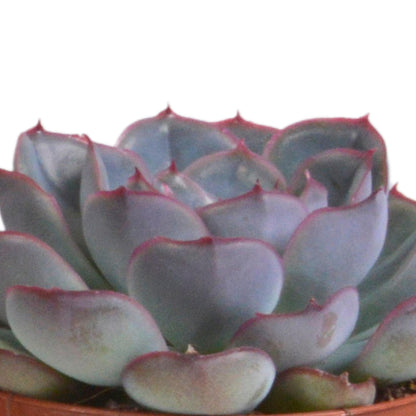 Echeveria mix (3 stuks) - ↕12-15cm - in terracotta pot