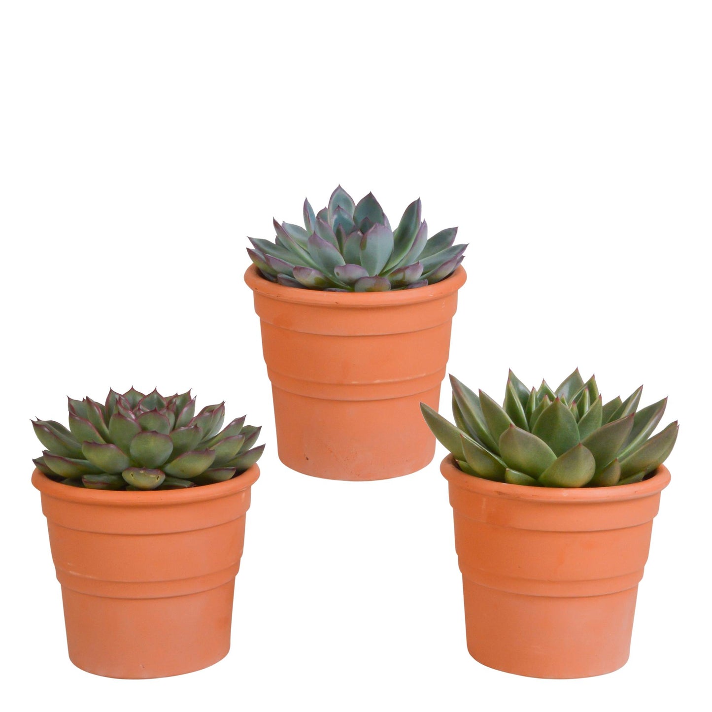 Echeveria mix (3 stuks) - in terracotta pot