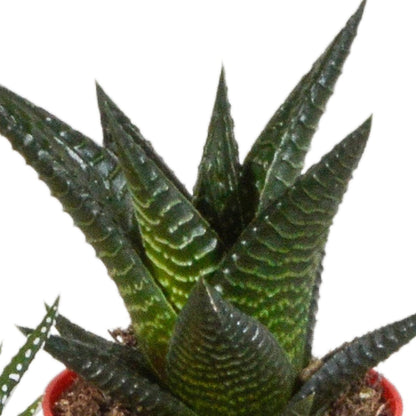 Gasteria/Haworthia mix (5 stuks) - ↕8-13cm - in gekleurde plastic pot