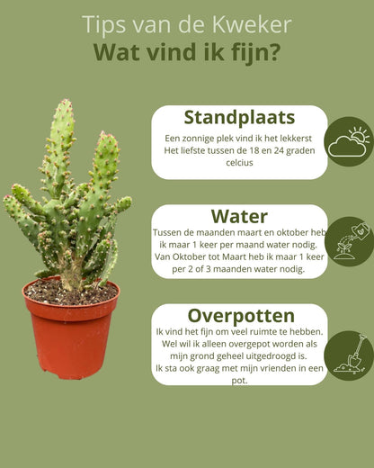 Cactus Palen Mix - ↕15-20cm (3 Stuks) - Zonder pot