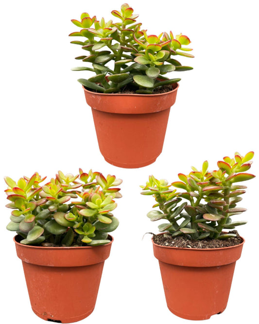 Succulenten- Crassula Minor - ↕15-20cm (3 Stuks) - Zonder pot