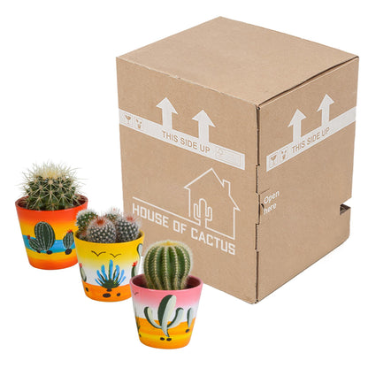 Bolcactus mix ↕12-20cm | 3 stuks - in Mexicaanse pot