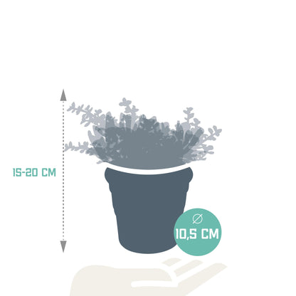 Crassula mix (↕15-20cm (3 Stuks) - in terracotta pot