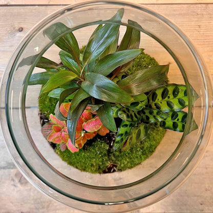 DIY terrarium - Milky Palm - ↕ 30 cm