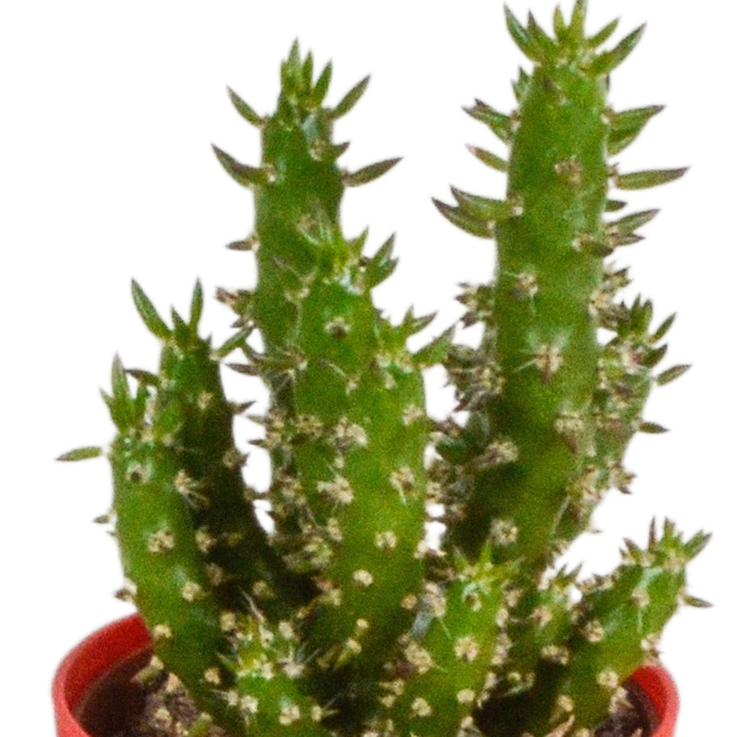 Cactus mix ↕10-15cm (5 Stuks) - in gekleurde plastic pot