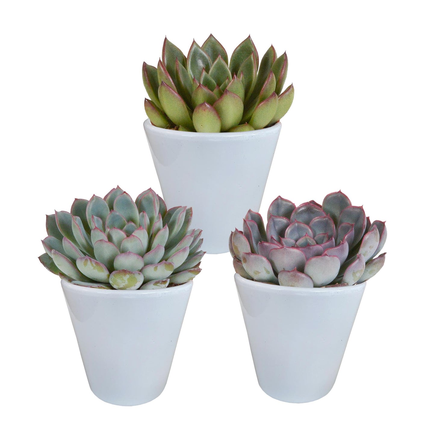 Echeveria mix (3 stuks) - ↕12,5-20cm - in witte pot