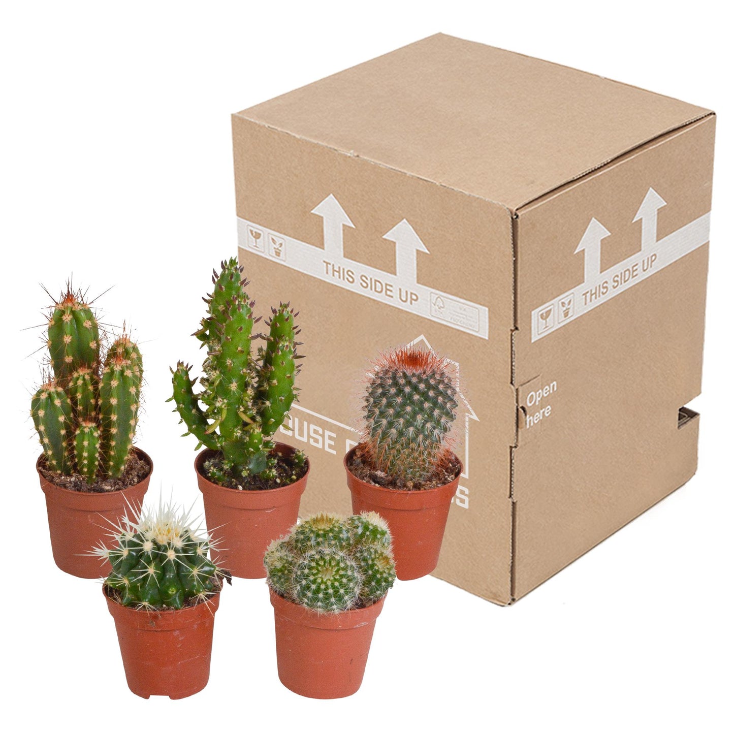 Cactus mix ↕8-13cm (5 Stuks) - zonder pot