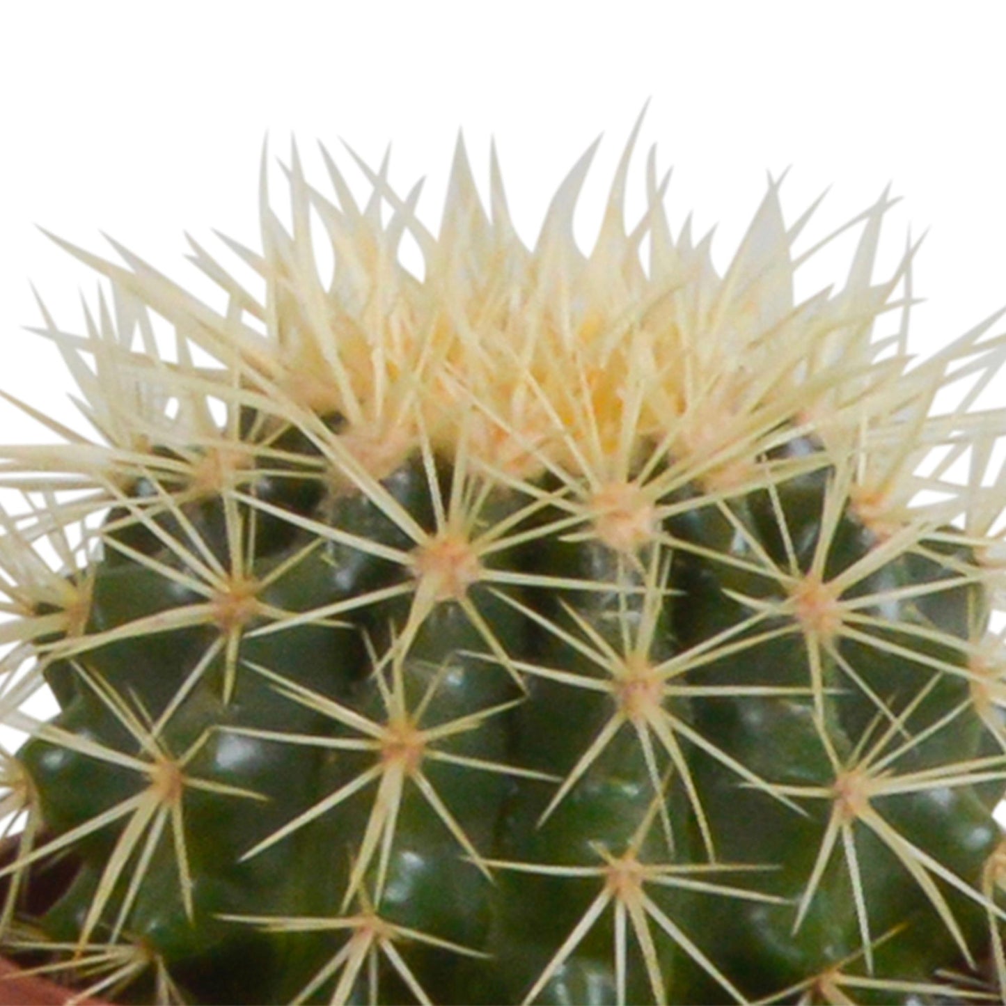 Cactus mix ↕15-25cm (3 Stuks) - in terracotta pot