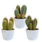 Cereus mix ↕15-25cm (3 Stuks) - in witte pot