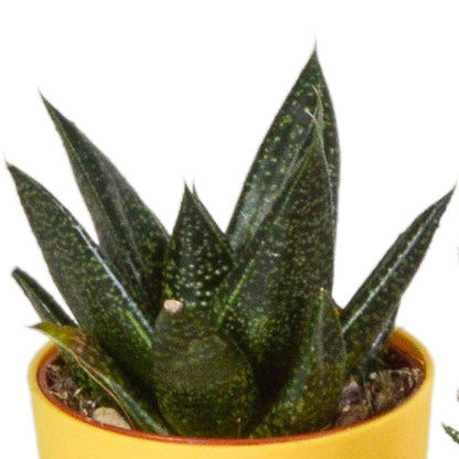 Gasteria/Haworthia mix (5 stuks) - ↕8-13cm - in gekleurde plastic pot