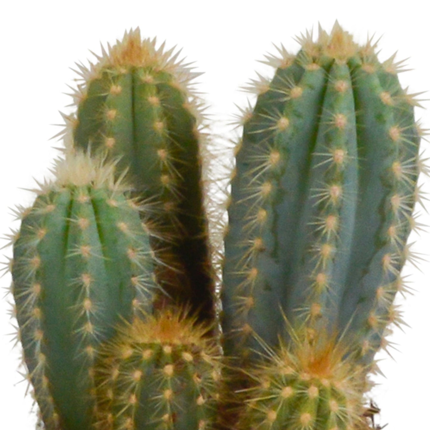 Cereus mix ↕15-25cm (3 Stuks) - in witte pot