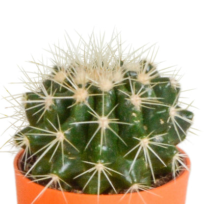 Cactus mix ↕10-15cm (5 Stuks) - in gekleurde plastic pot