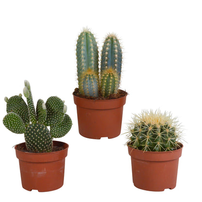 Cactus mix ↕15-25cm (3 Stuks) - zonder pot