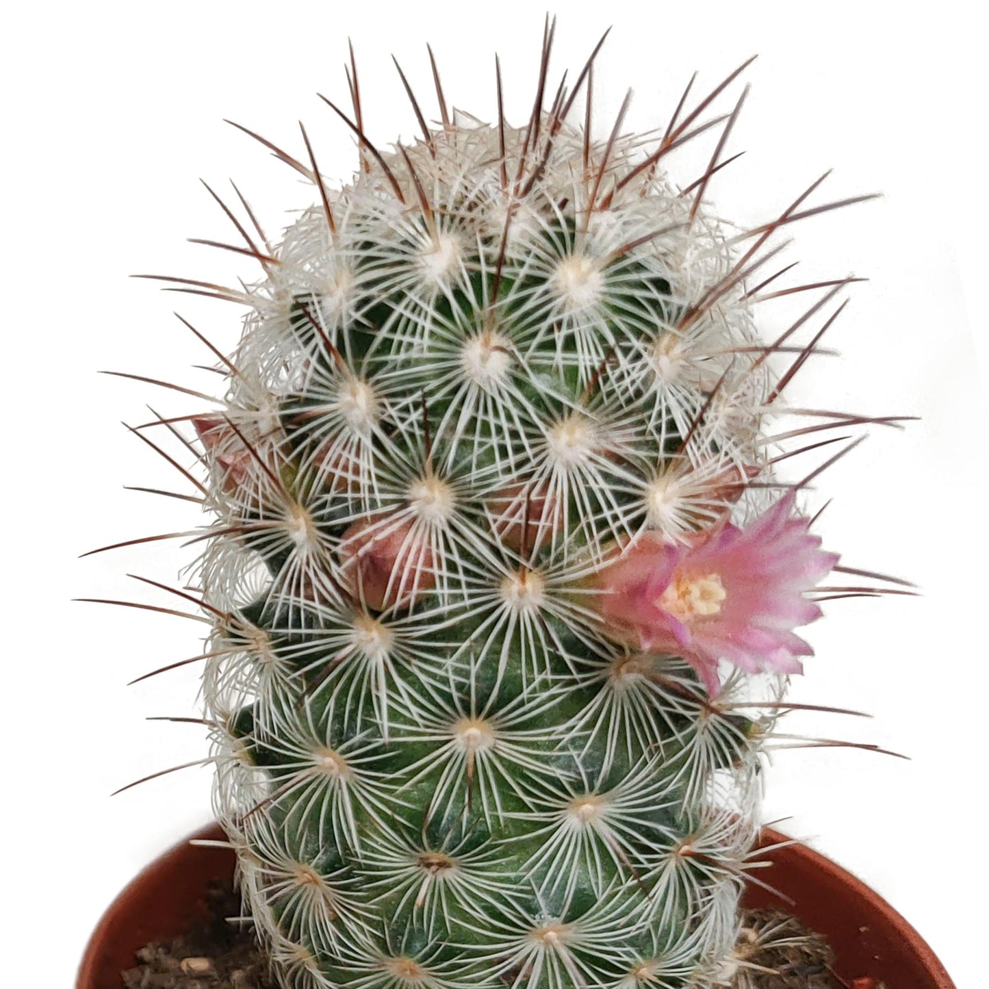 Cactus mix bloeiend ↕8-13cm (5 Stuks) - zonder pot