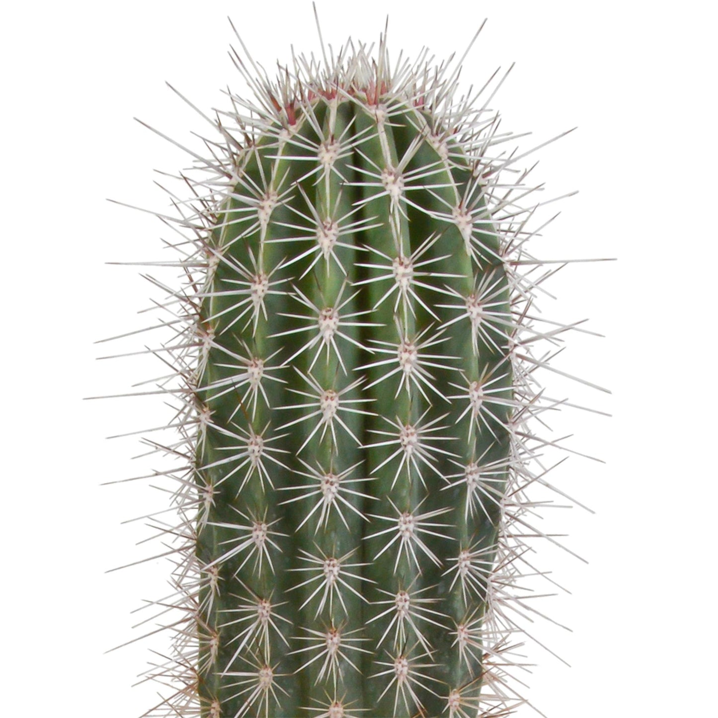 Pachycereus pringlei - ↕40-50cm - zonder pot