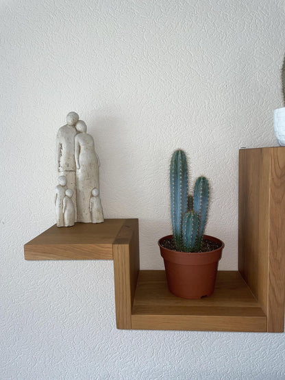 Cactus- Pilosocereus Azerues - ↕30-40cm - Zonder pot