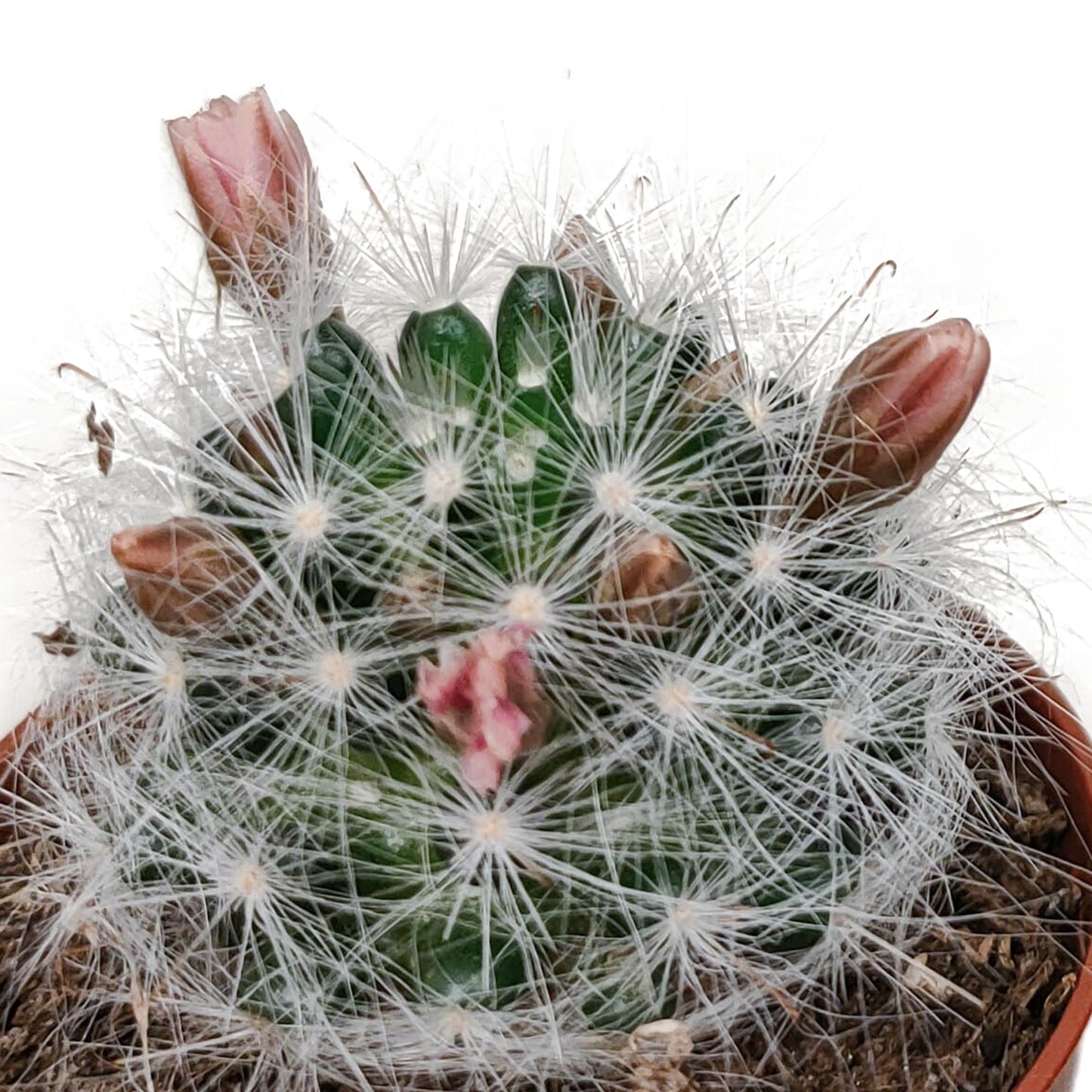 Cactus mix bloeiend ↕8-13cm (5 Stuks) - zonder pot