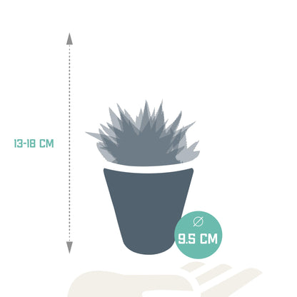 Gasteria/Haworthia mix (3 stuks) - ↕13-18cm - in witte pot