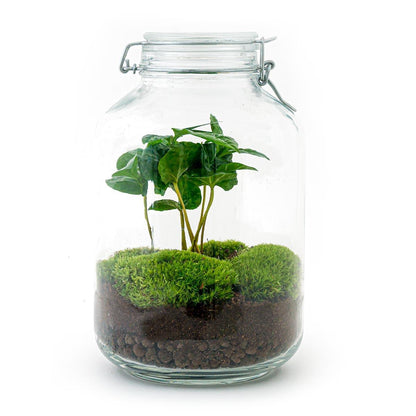 DIY terrarium - Jar - Coffea Arabica - ↕ 28 cm - Rake + Shovel + Tweezer + Scissors