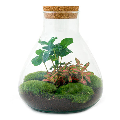 DIY terrarium - Sammie Coffea - ↕ 27 cm - Rake + Shovel + Tweezer + Scissors