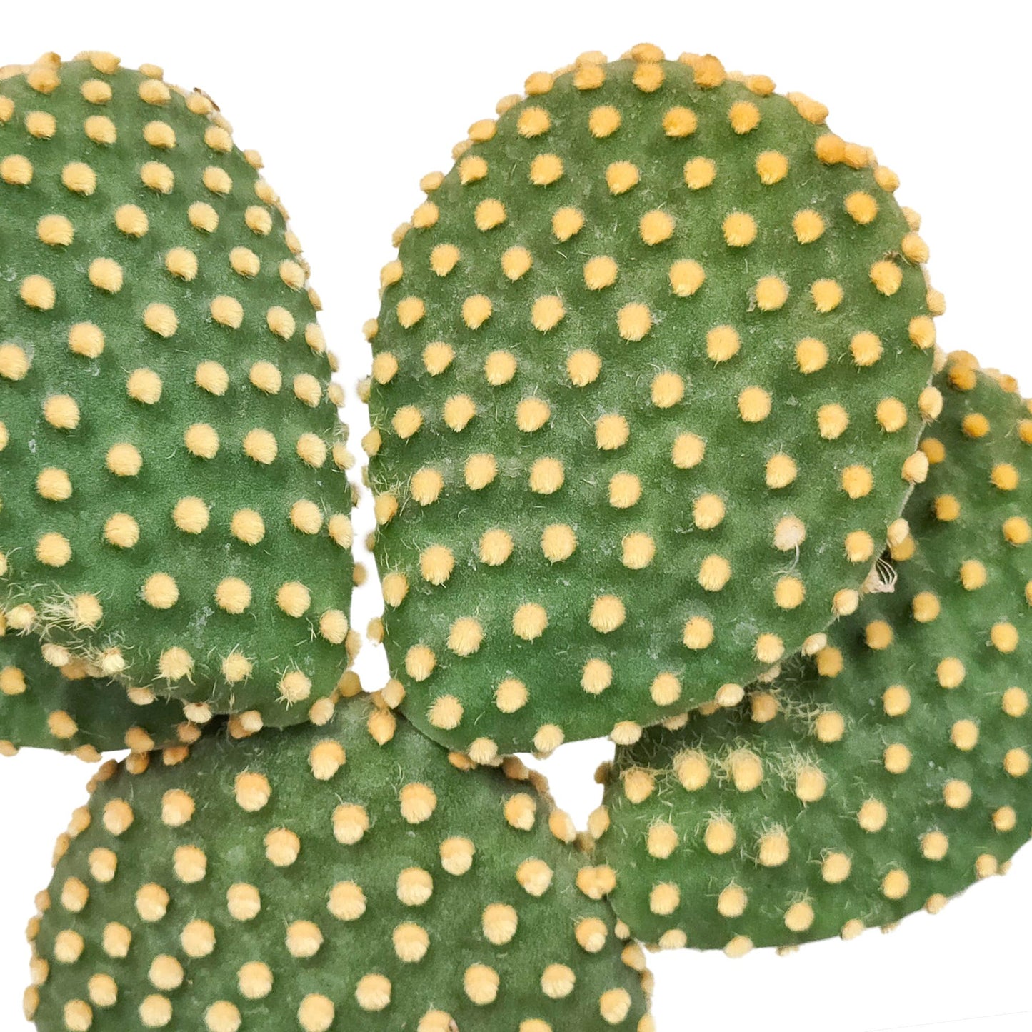 Opuntia microdasys - ↕30-40cm - zonder pot