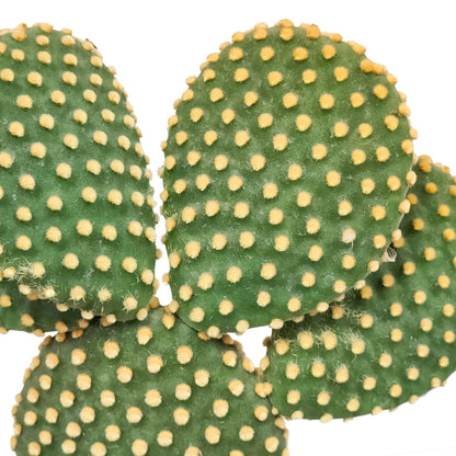 Opuntia microdasys - ↕30-40cm - zonder pot