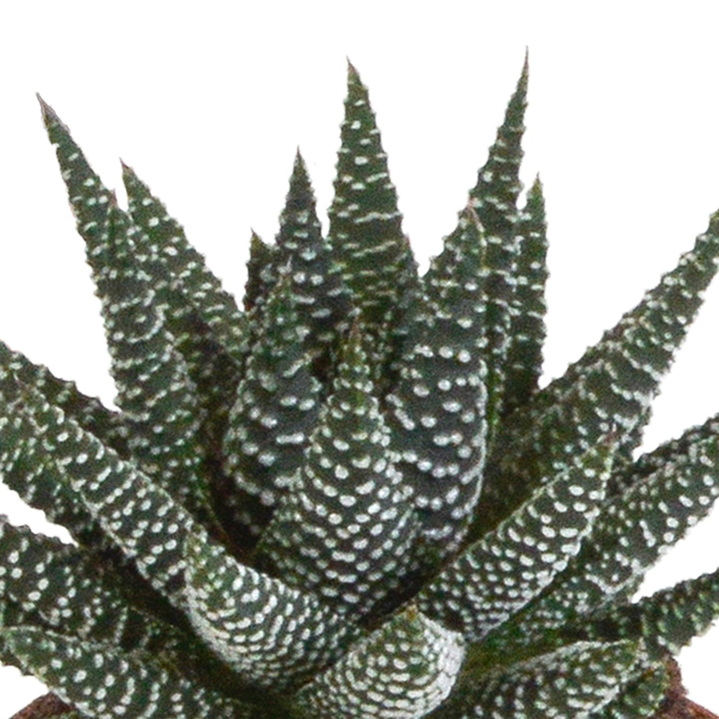 Gasteria/Haworthia mix (3 stuks) - ↕13-18cm - zonder pot