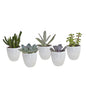 Vetplanten mix ↕8-13cm (5 Stuks) - in witte pot