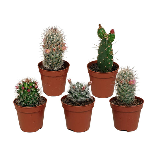 Cactus mix bloeiend ↕8-13cm (5 Stuks) - zonder pot