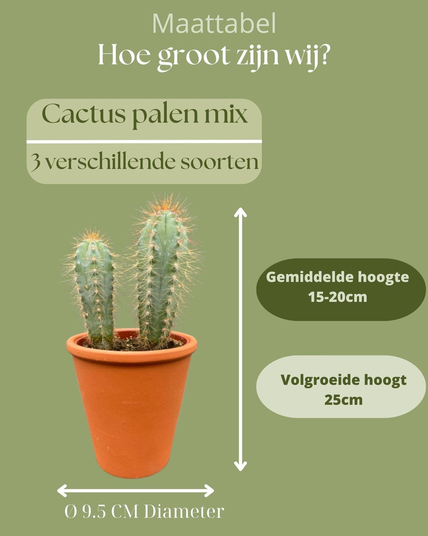 Cactus Palen Mix - ↕15-20cm (3 Stuks) - Terracotta