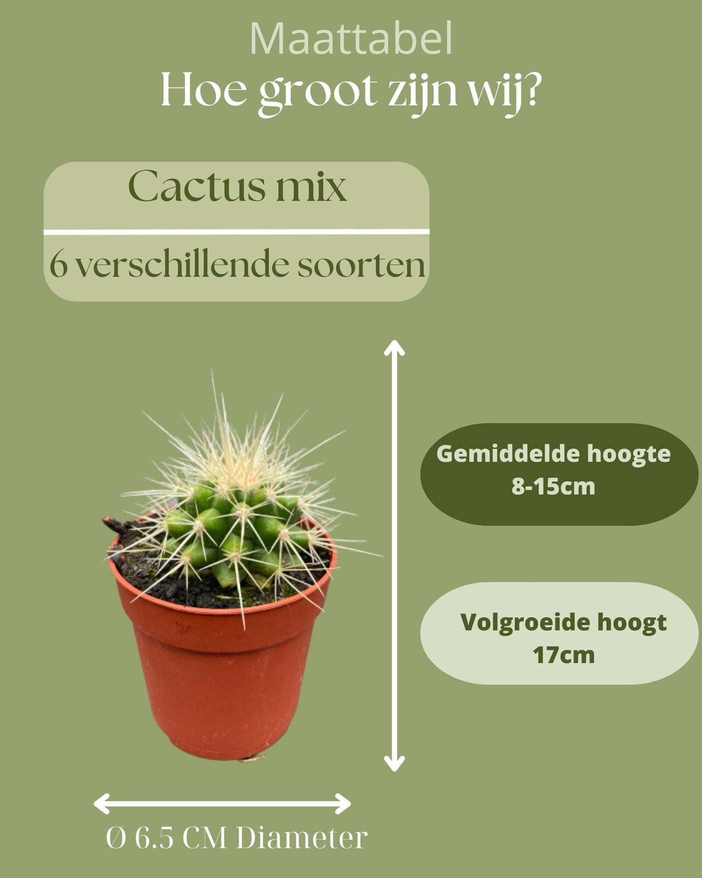 Cactus Mix - ↕8-15cm (6 Stuks) - Zonder pot