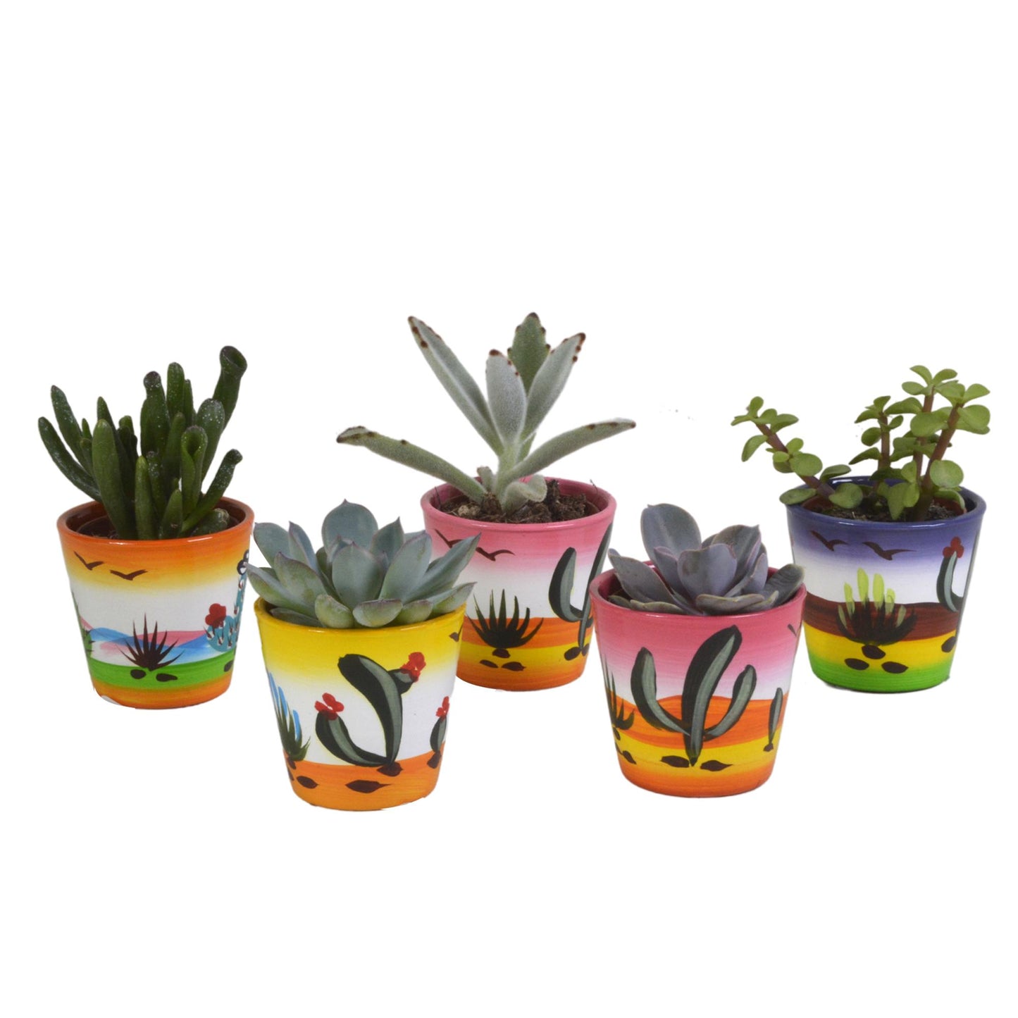 Vetplanten mix ↕8-13cm (5 Stuks) - in Mexicaanse pot