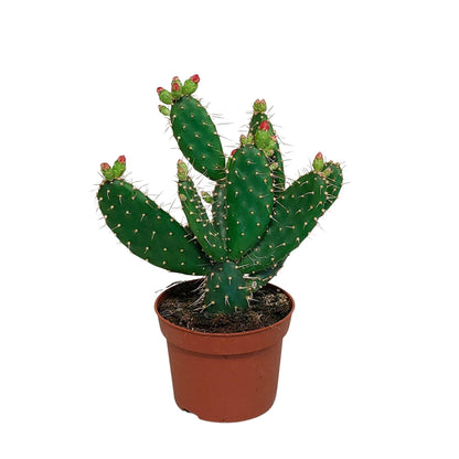 Opuntia quitensis ↕25-30cm - zonder pot