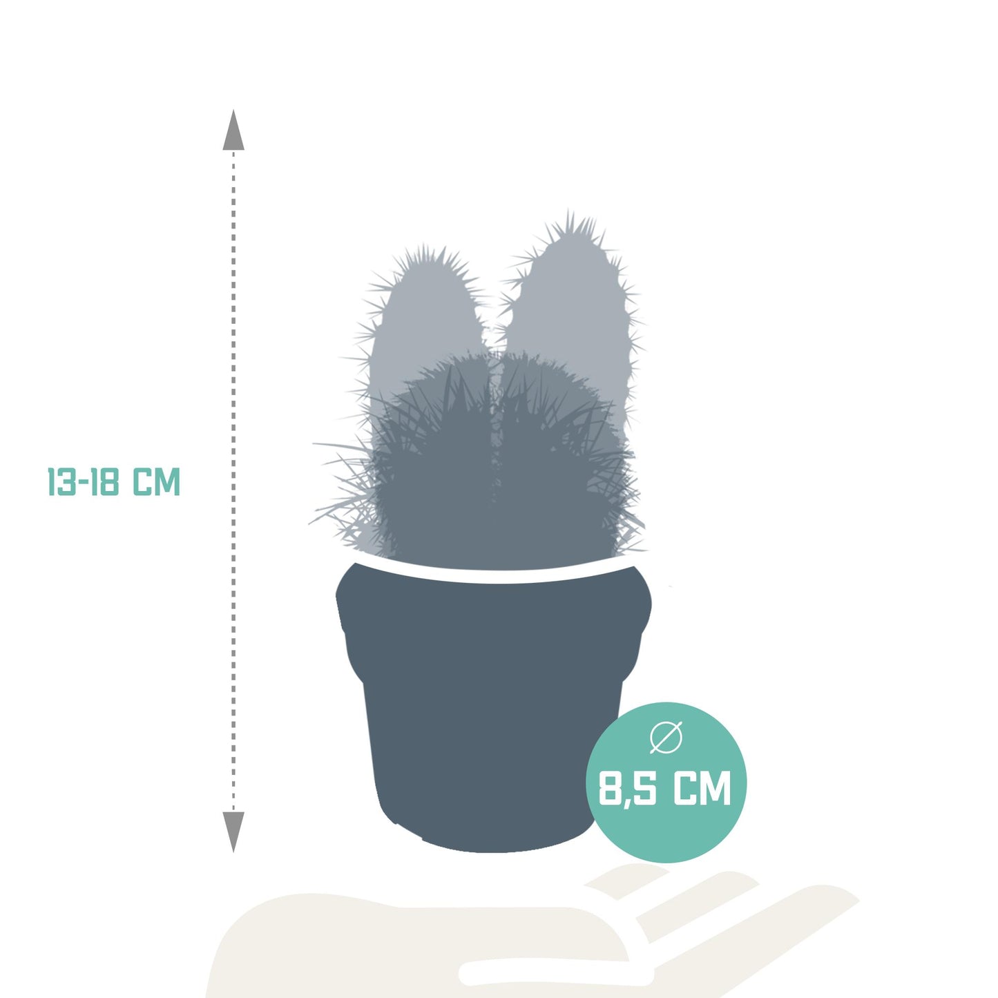 Cactus mix ↕13-18cm (3 Stuks) - zonder pot