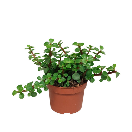 Portulacaria afra - ↕15-25 cm - zonder pot