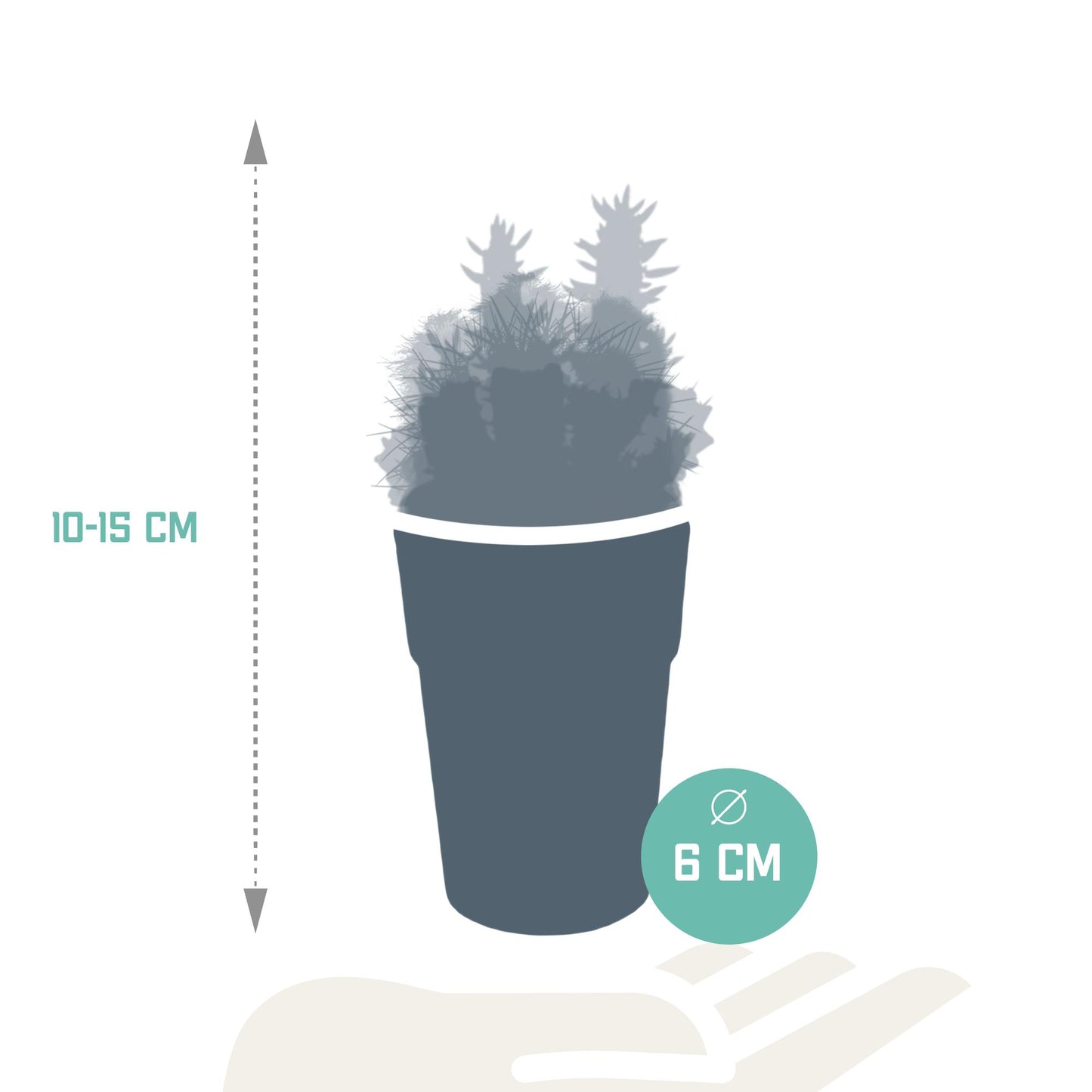 Cactus mix ↕10-15cm (5 Stuks) - in gekleurde plastic pot